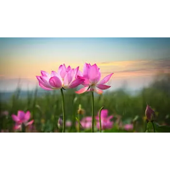 Kamal Lotus Flowers